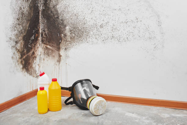 Best Fast Mold Removal  in Reed Creek, GA