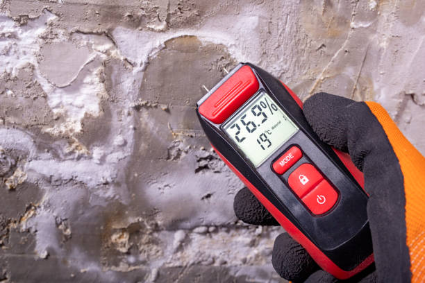 Professional Mold Removal in Reed Creek, GA