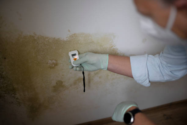 Best Mold Removal Company Near Me  in Reed Creek, GA
