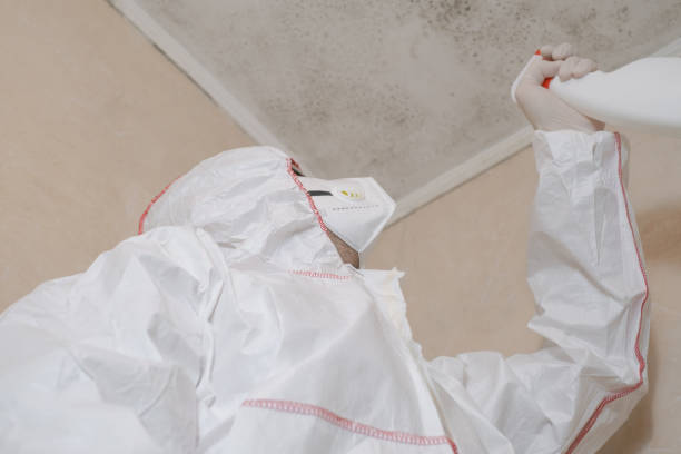 Best Mold Removal Specialists  in Reed Creek, GA