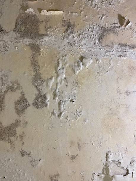 Best Attic Mold Removal  in Reed Creek, GA