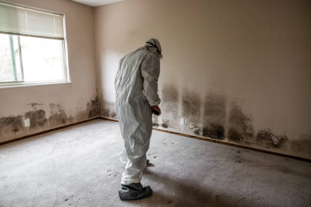 Best Toxic Mold Removal  in Reed Creek, GA