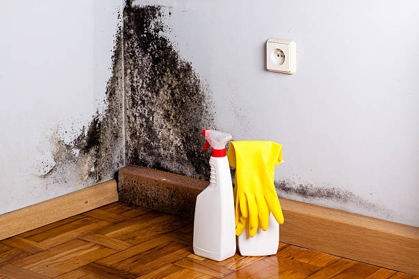Best Home Mold Removal  in Reed Creek, GA