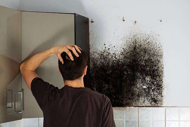 Home Mold Removal in Reed Creek, GA