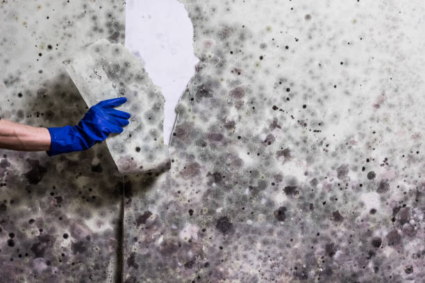 Best Black Mold Removal  in Reed Creek, GA